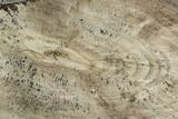 Polished Petrified Wood (Dicot) Slab - Texas #104922-1